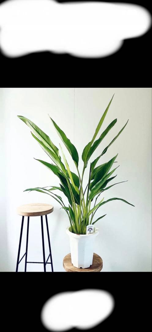 タビビトノキ 大きめ 観葉植物 白鉢