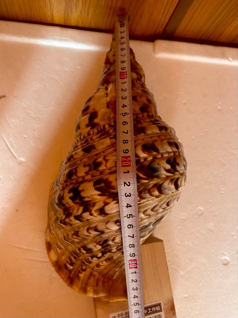 法螺貝34.5cm (直線32cm)