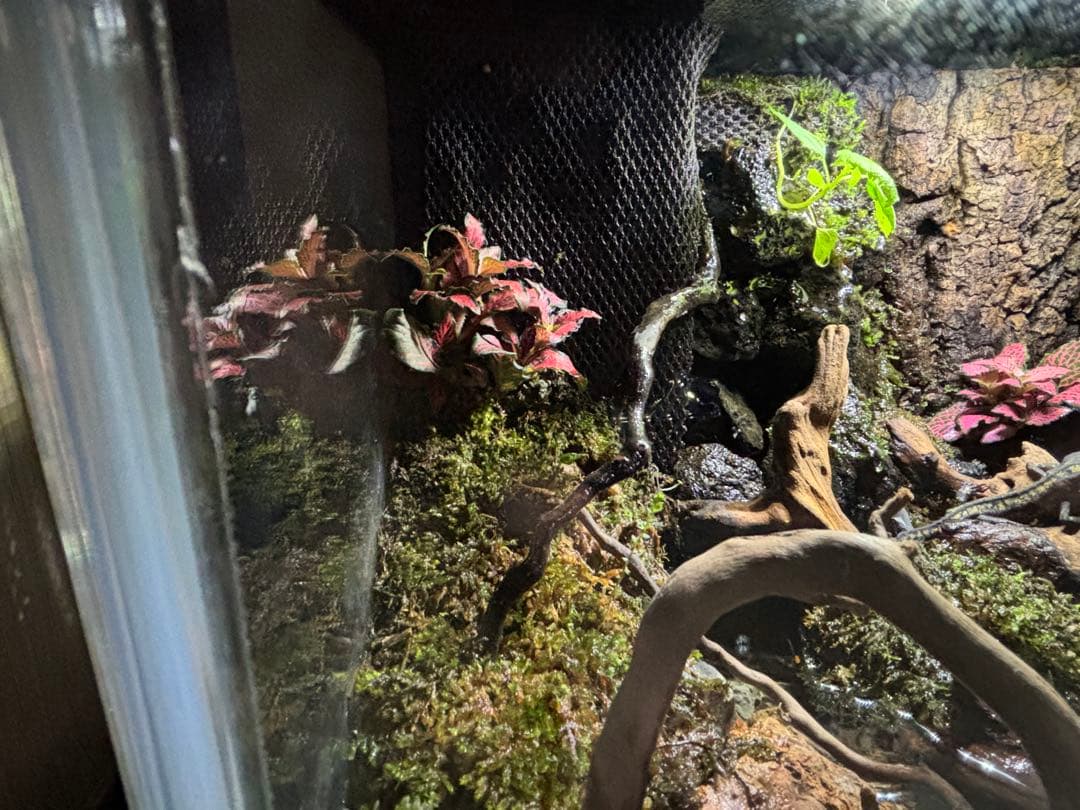 【アクアテラリウム】45cm水槽 メンテナンス性抜群