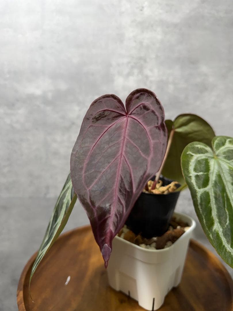 り*ん様 【新春セール】 RC ハイブリッド　紫脈