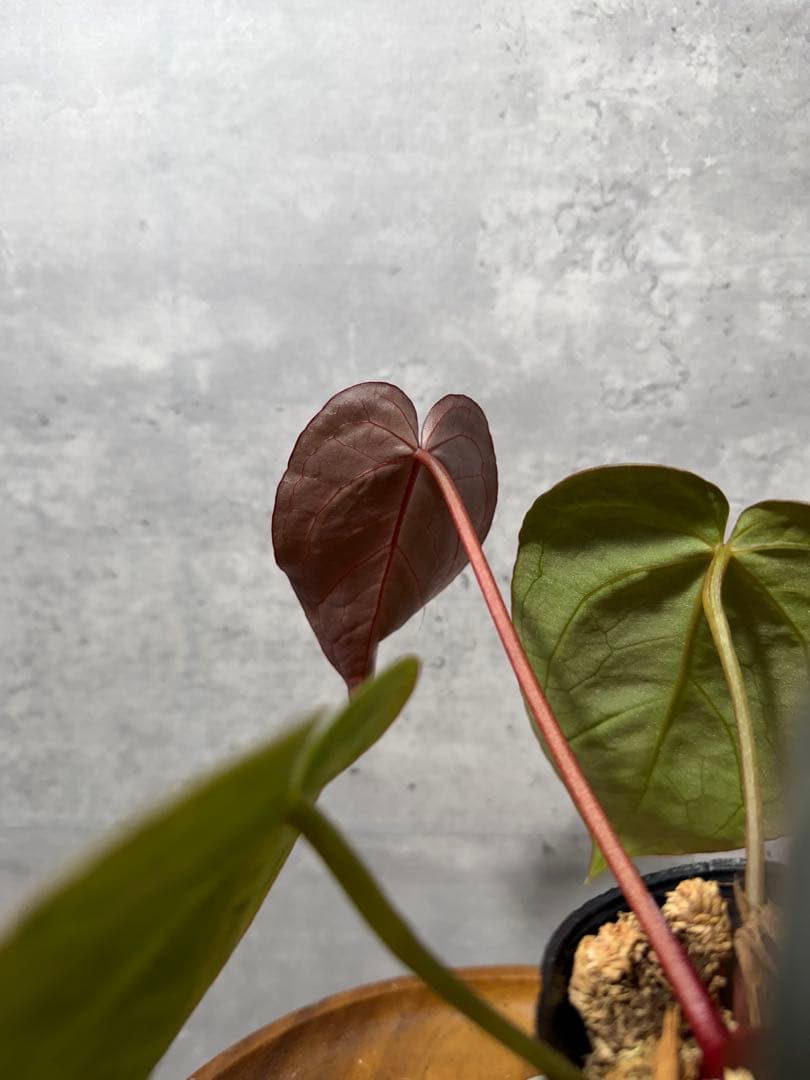 り*ん様 【新春セール】 RC ハイブリッド　紫脈