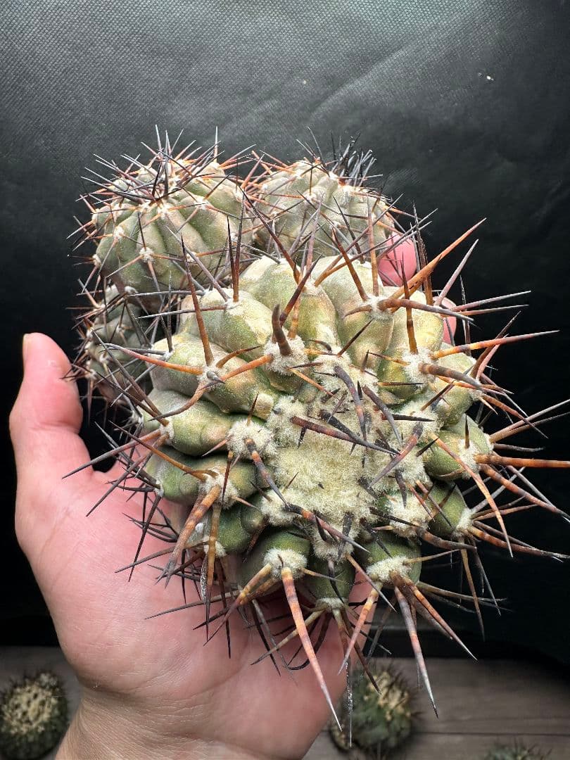 【サボテン_コクオウマル】黒王丸 超特大 4頭