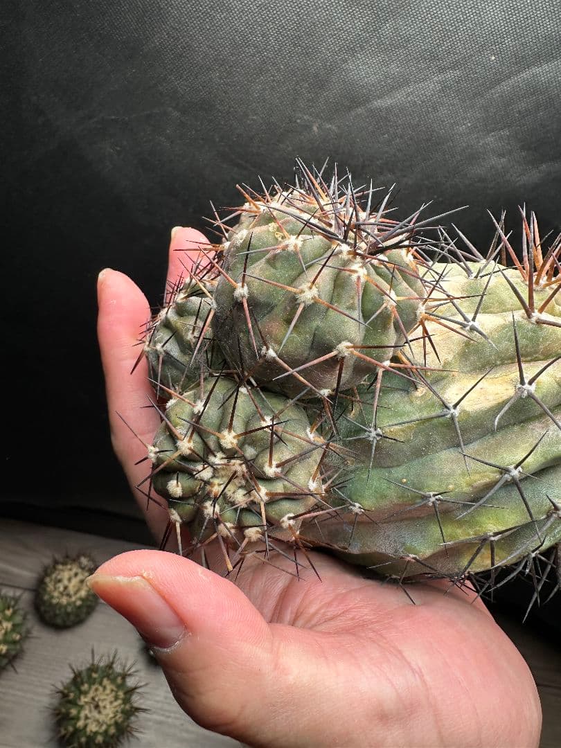 【サボテン_コクオウマル】黒王丸 超特大 4頭