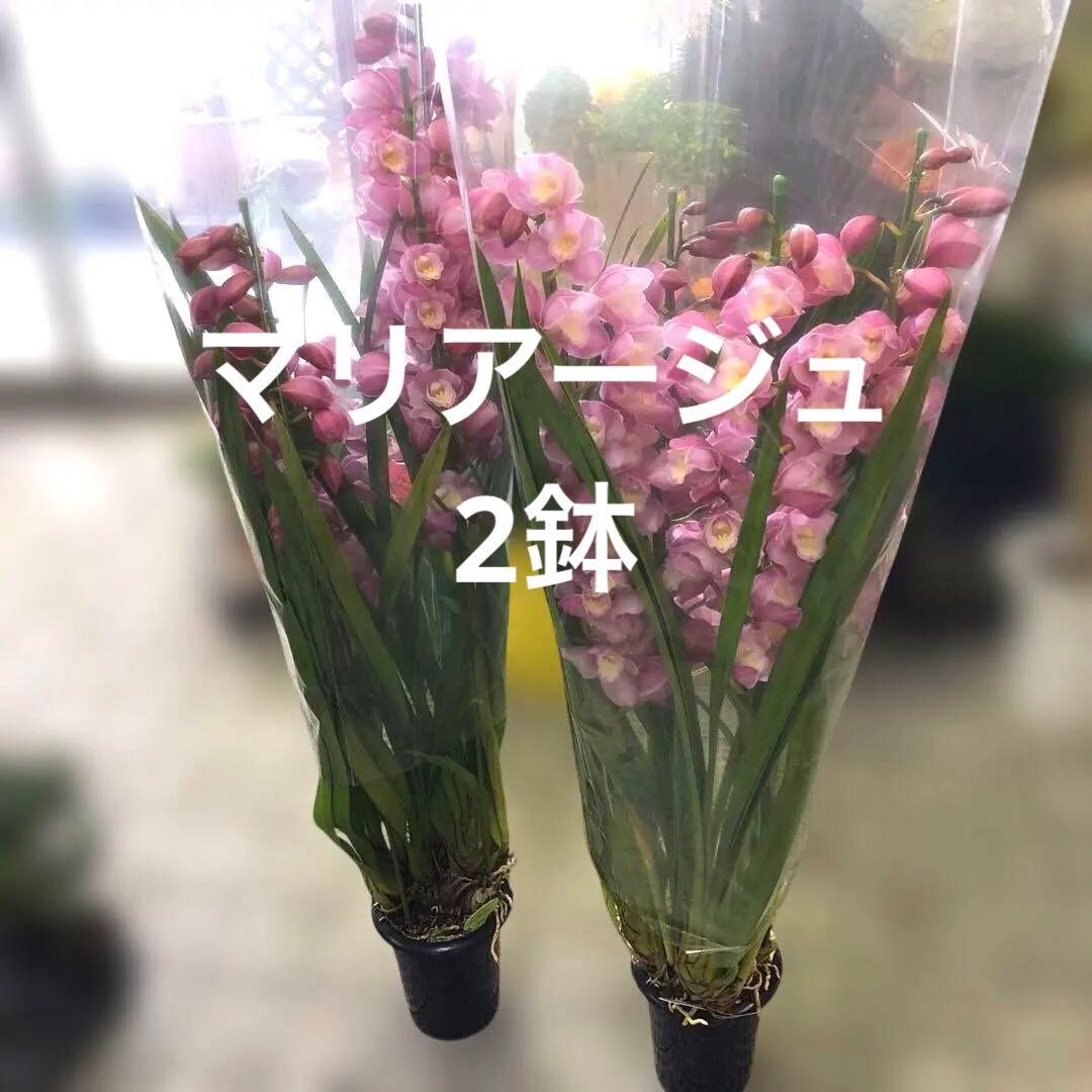 シンビジューム マリアージュ 4本立ち2鉢セット ボリューム品質抜群 背高品種