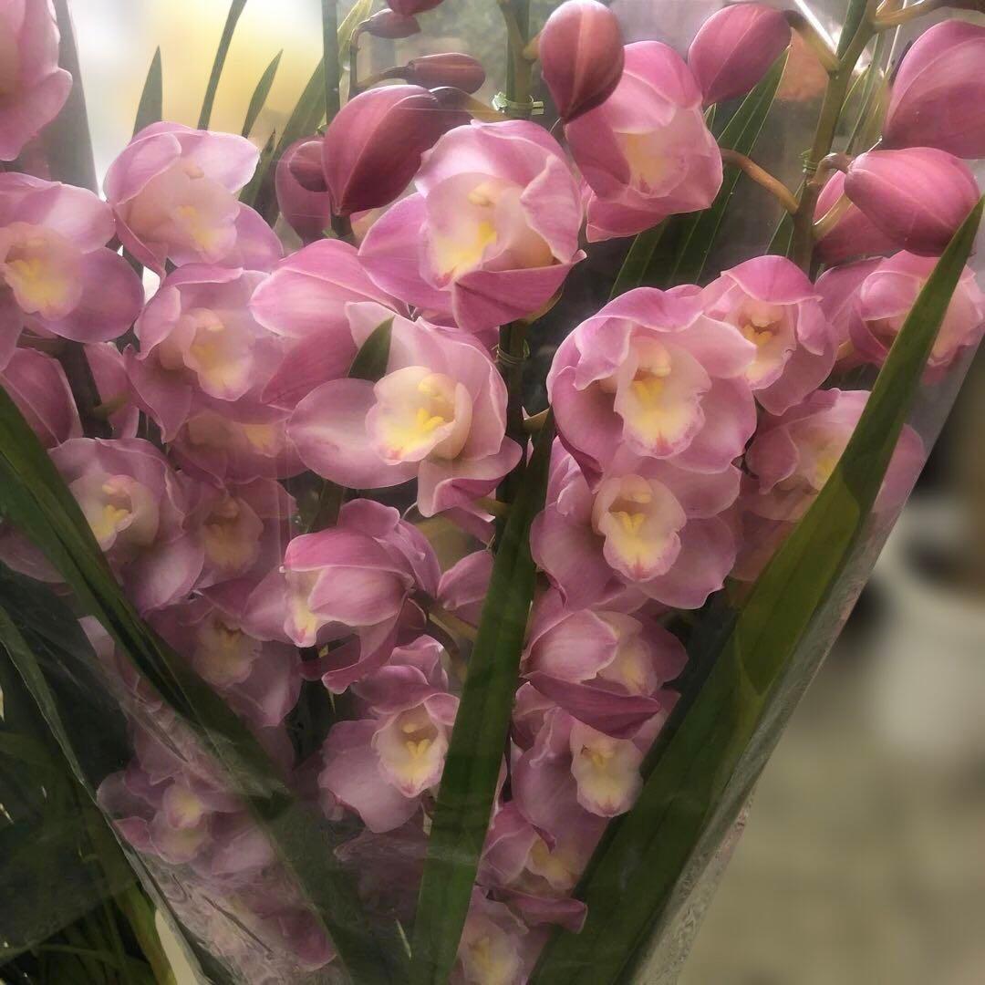 シンビジューム マリアージュ 4本立ち2鉢セット ボリューム品質抜群 背高品種