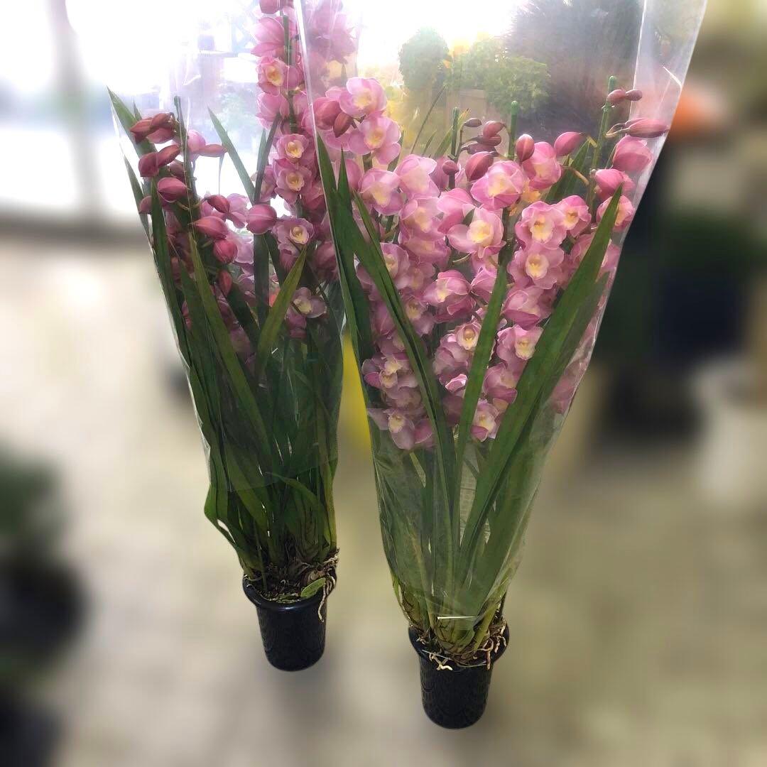 シンビジューム マリアージュ 4本立ち2鉢セット ボリューム品質抜群 背高品種