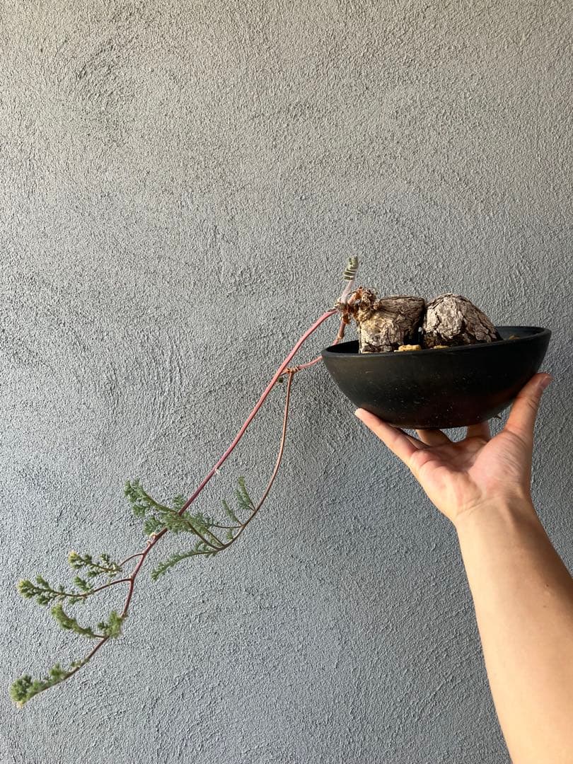 ペラルゴニウム　トリステ　コレクション株