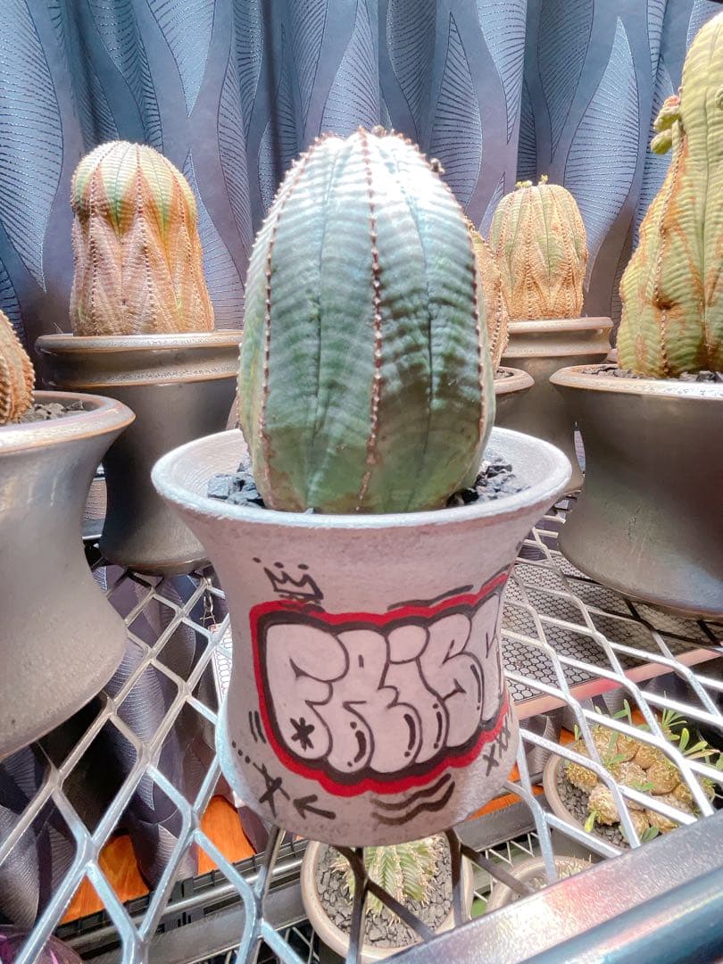 ハイパーポットクリエイター 阿萬 × aobouzu グラフィティー 【鉢のみ】