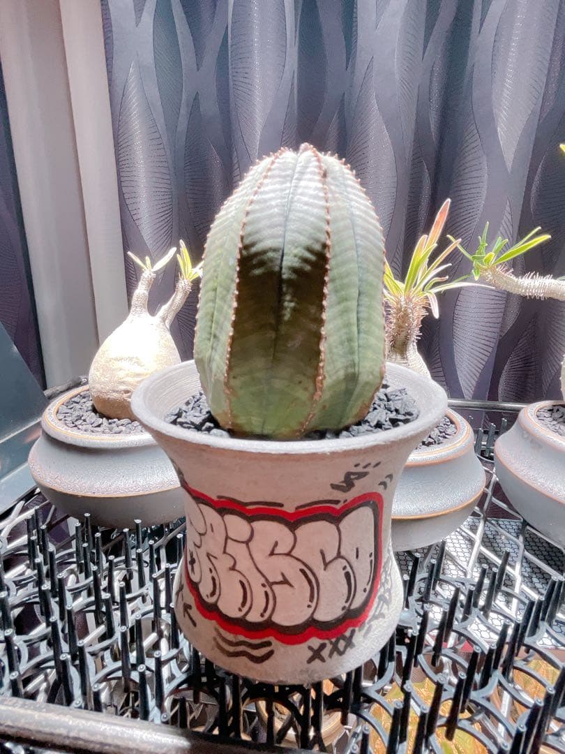 ハイパーポットクリエイター 阿萬 × aobouzu グラフィティー 【鉢のみ】