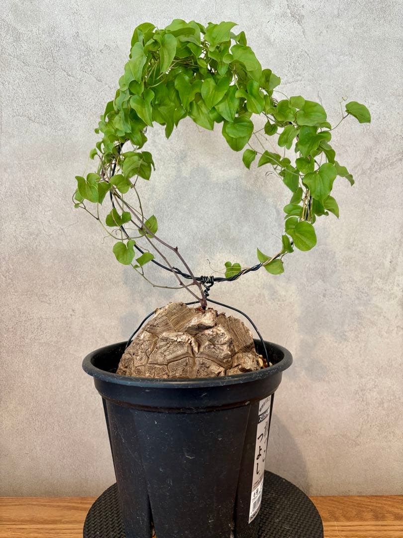 現地球 ディオスコレア・エレファンティペス（亀甲竜）塊根約13cm 良型