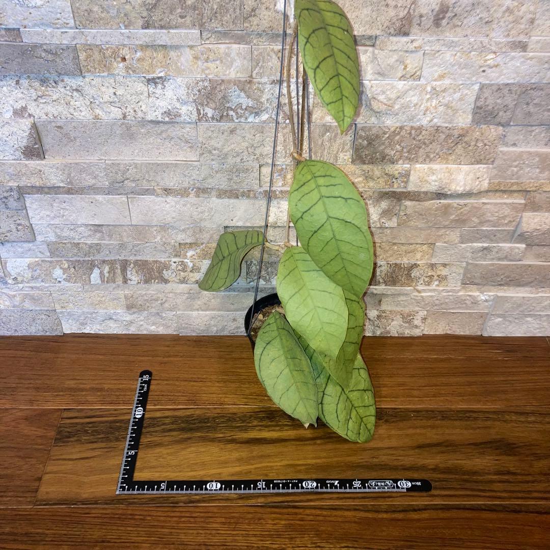 ホヤ カリストフィラ ジャイアント【現品・鉢付・タグ付・メルカリ便】サクララン