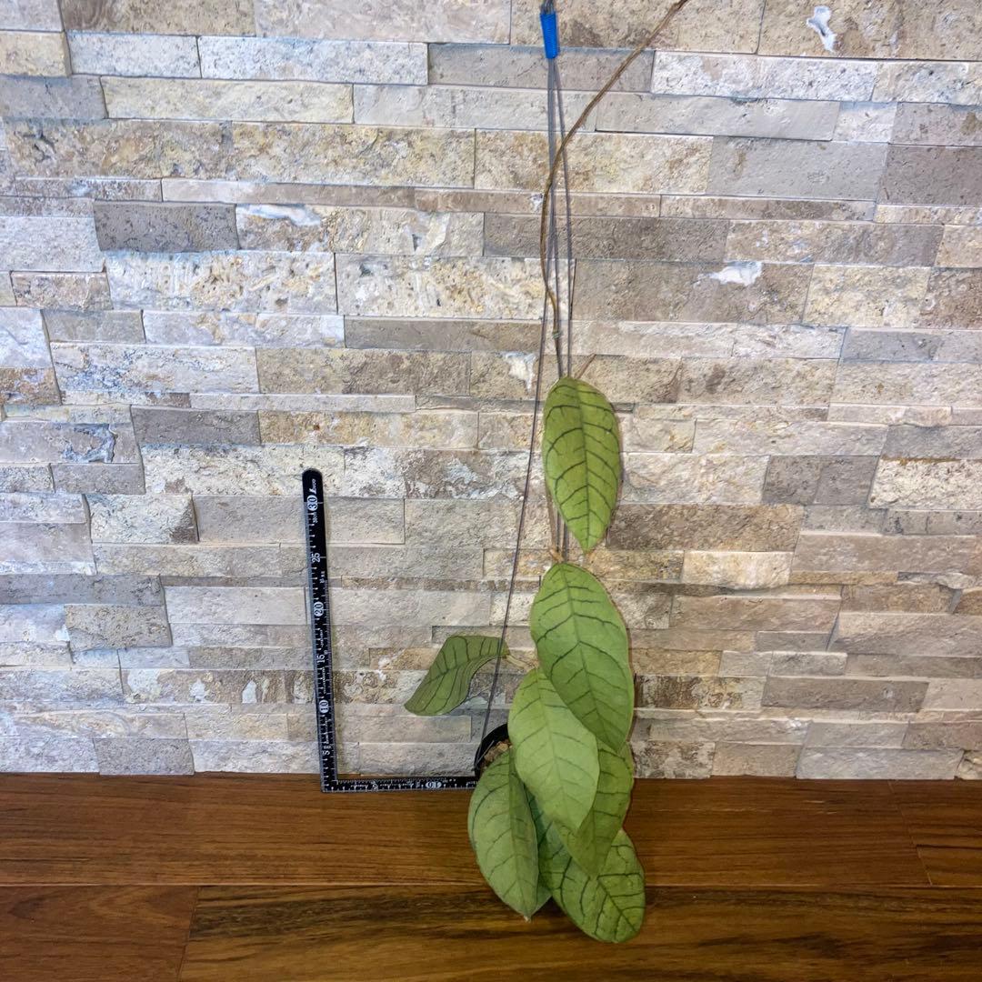 ホヤ カリストフィラ ジャイアント【現品・鉢付・タグ付・メルカリ便】サクララン