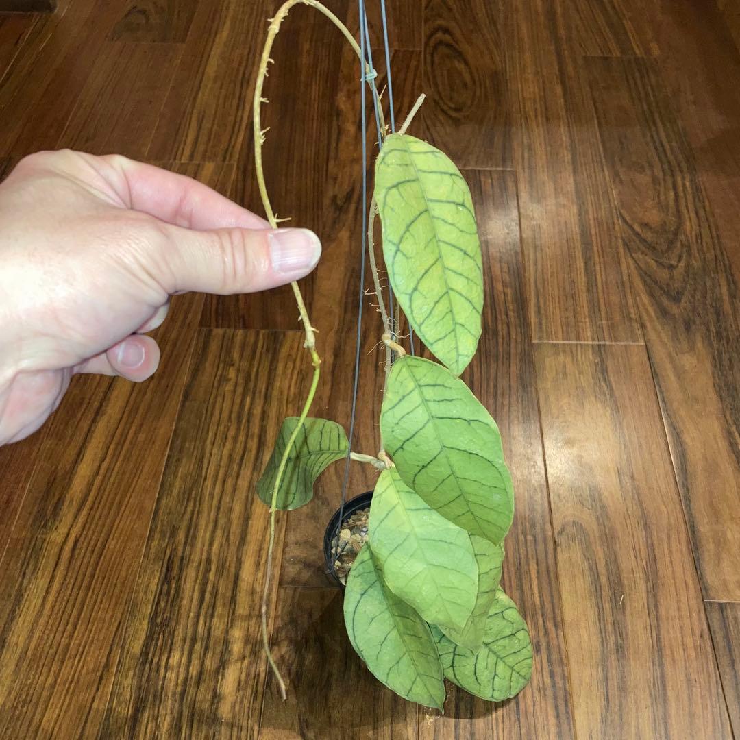 ホヤ カリストフィラ ジャイアント【現品・鉢付・タグ付・メルカリ便】サクララン