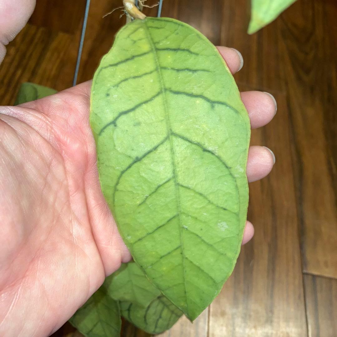 ホヤ カリストフィラ ジャイアント【現品・鉢付・タグ付・メルカリ便】サクララン