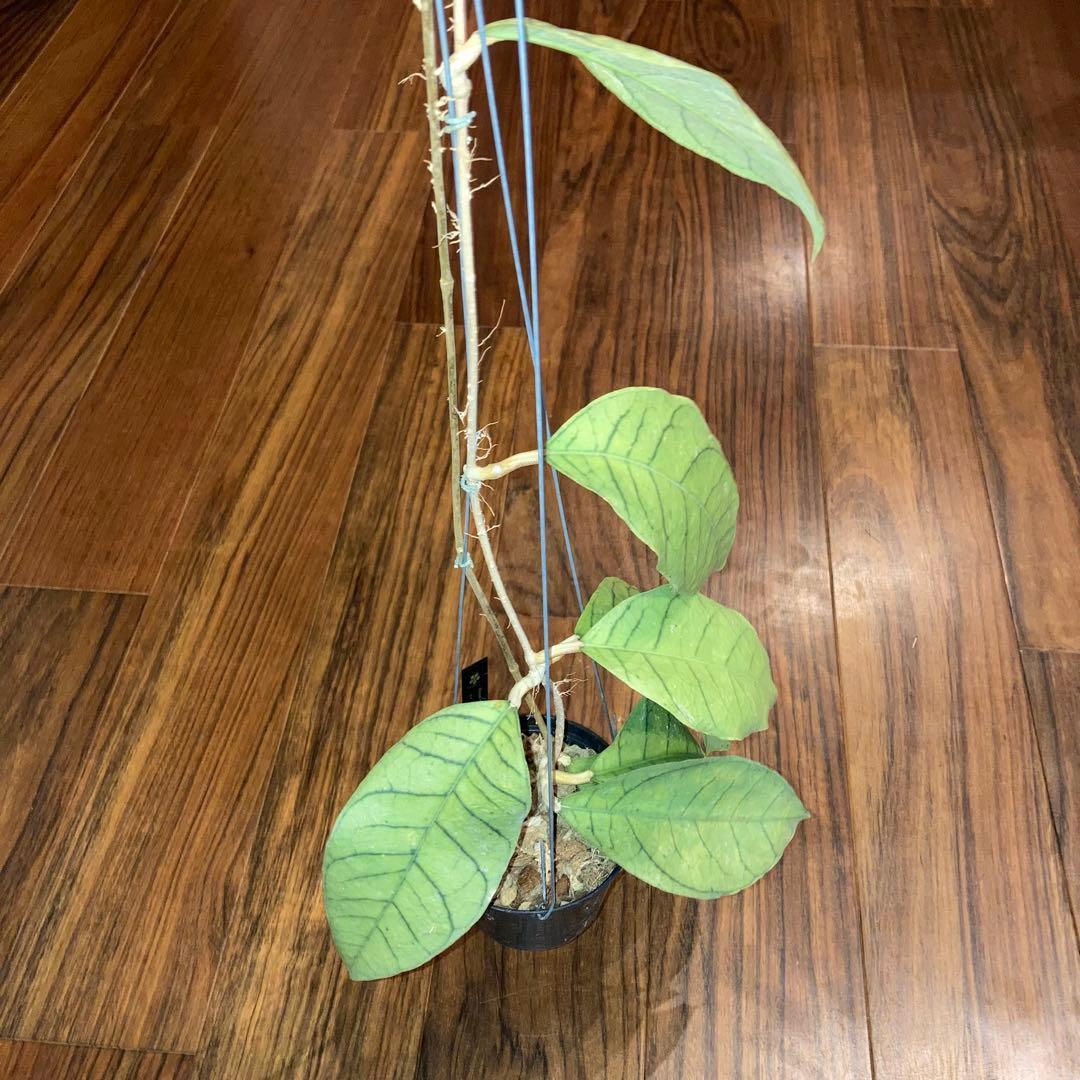 ホヤ カリストフィラ ジャイアント【現品・鉢付・タグ付・メルカリ便】サクララン