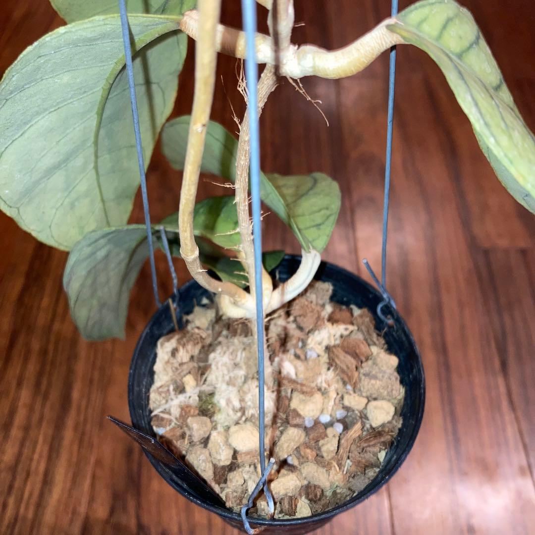 ホヤ カリストフィラ ジャイアント【現品・鉢付・タグ付・メルカリ便】サクララン