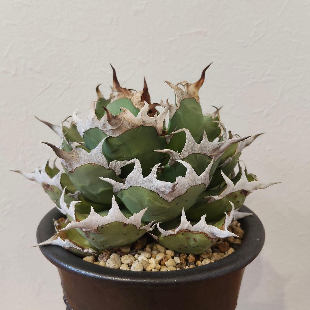 特選 チタノタ 姫厳竜 (シーザー パキポディウム グラキリス SRL )