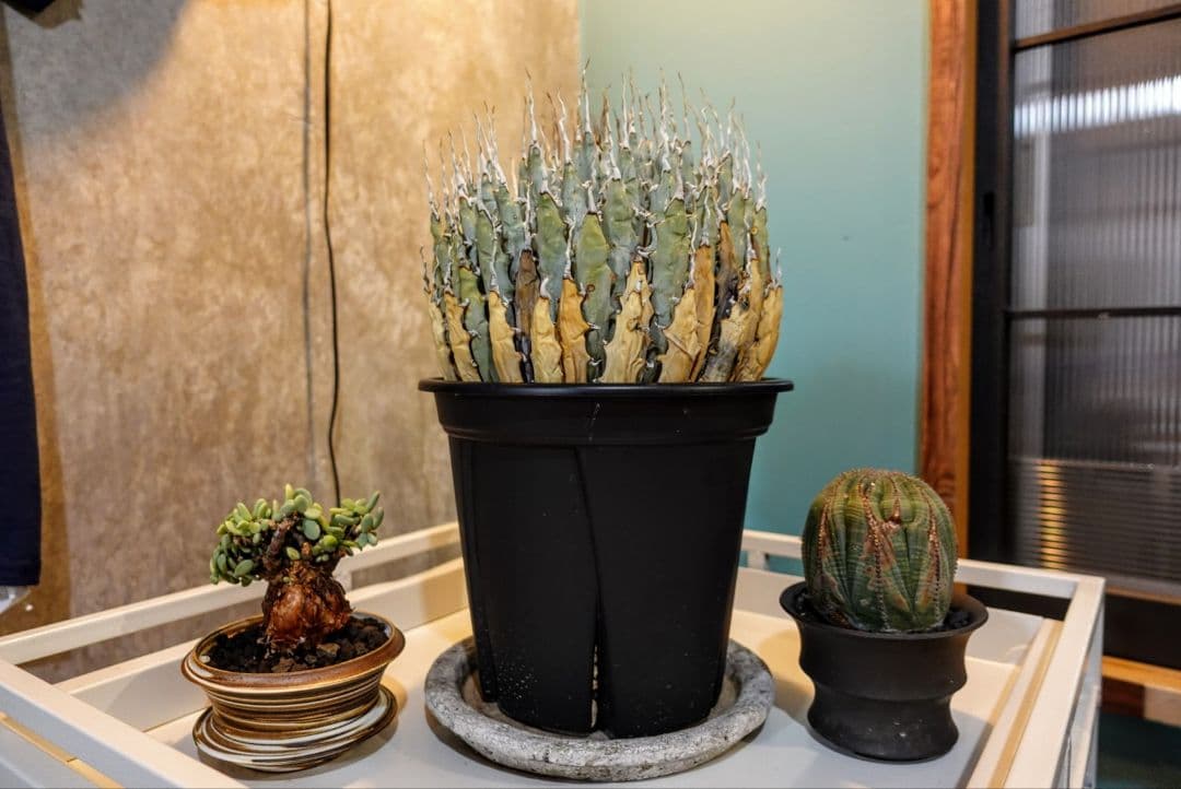 K*G様 【7号XXXLサイズ】発根屋史上最大級・最高のエボリスピナ・発根済の陽