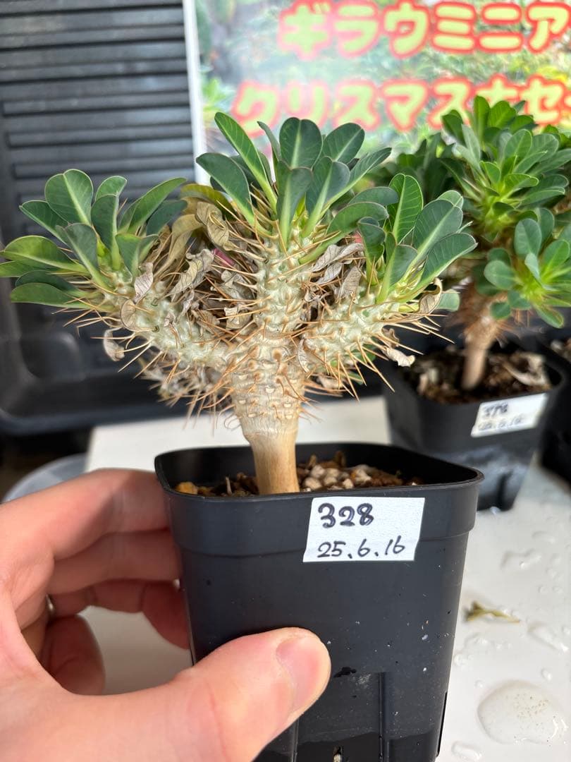 ユーフォルビアギラウミニアナ　No.328 378 403 407