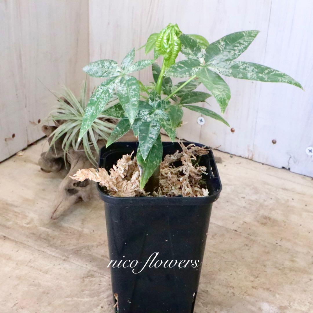 実生苗♡斑入り♡パキラ♡ミルキーウェイ♡希少♡