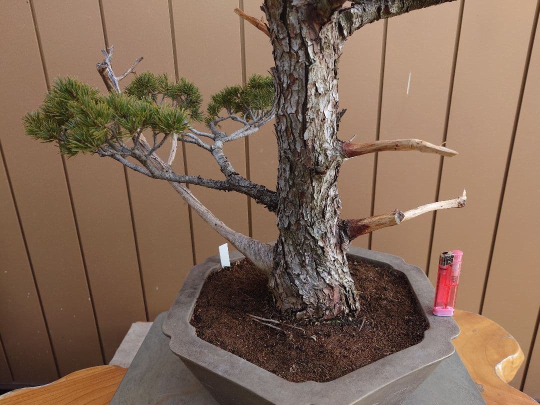 盆栽　瑞祥　五葉松　樹高69cm