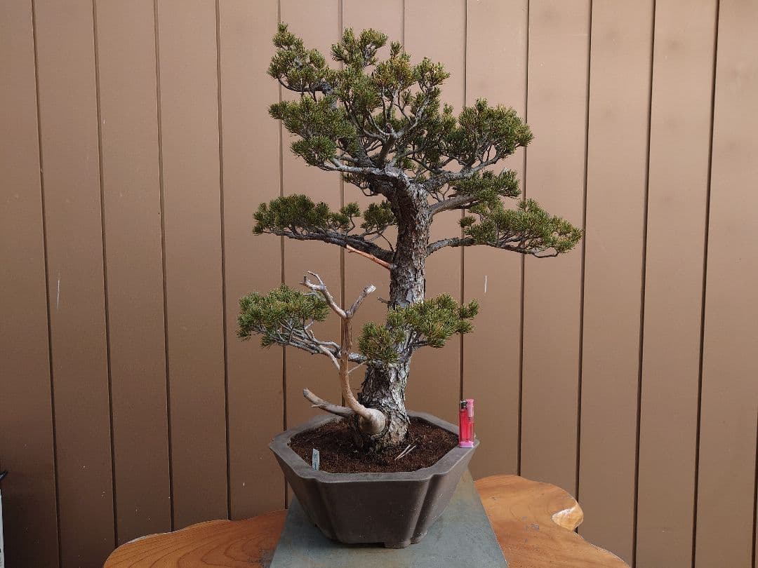 盆栽　瑞祥　五葉松　樹高69cm