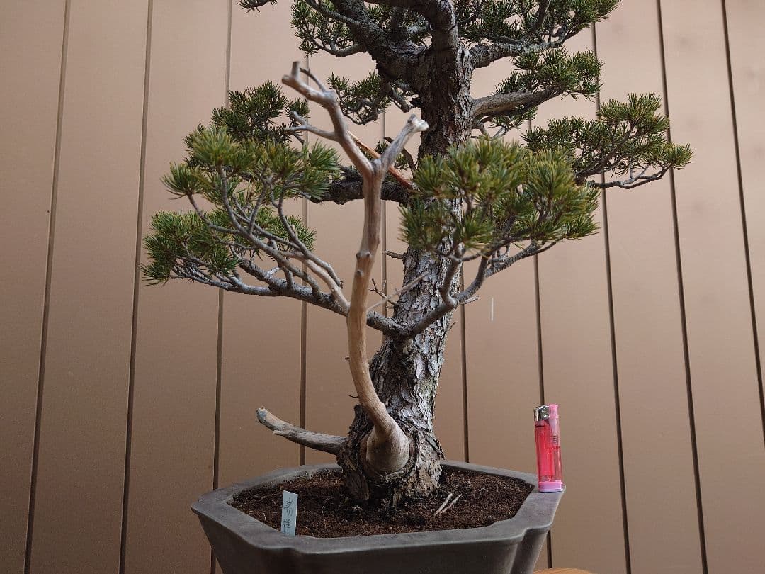 盆栽　瑞祥　五葉松　樹高69cm