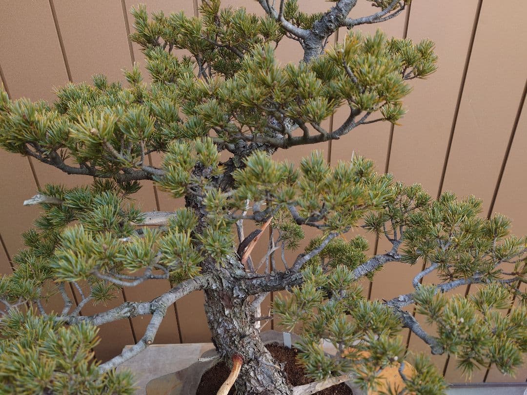 盆栽　瑞祥　五葉松　樹高69cm