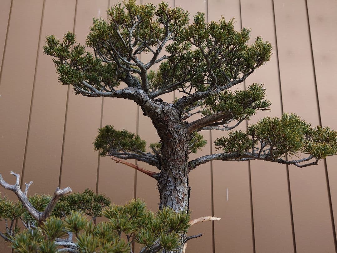 盆栽　瑞祥　五葉松　樹高69cm