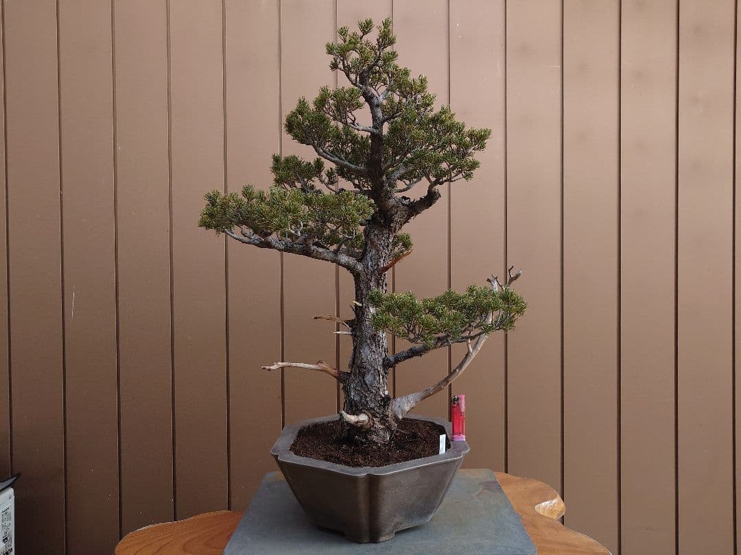 盆栽　瑞祥　五葉松　樹高69cm