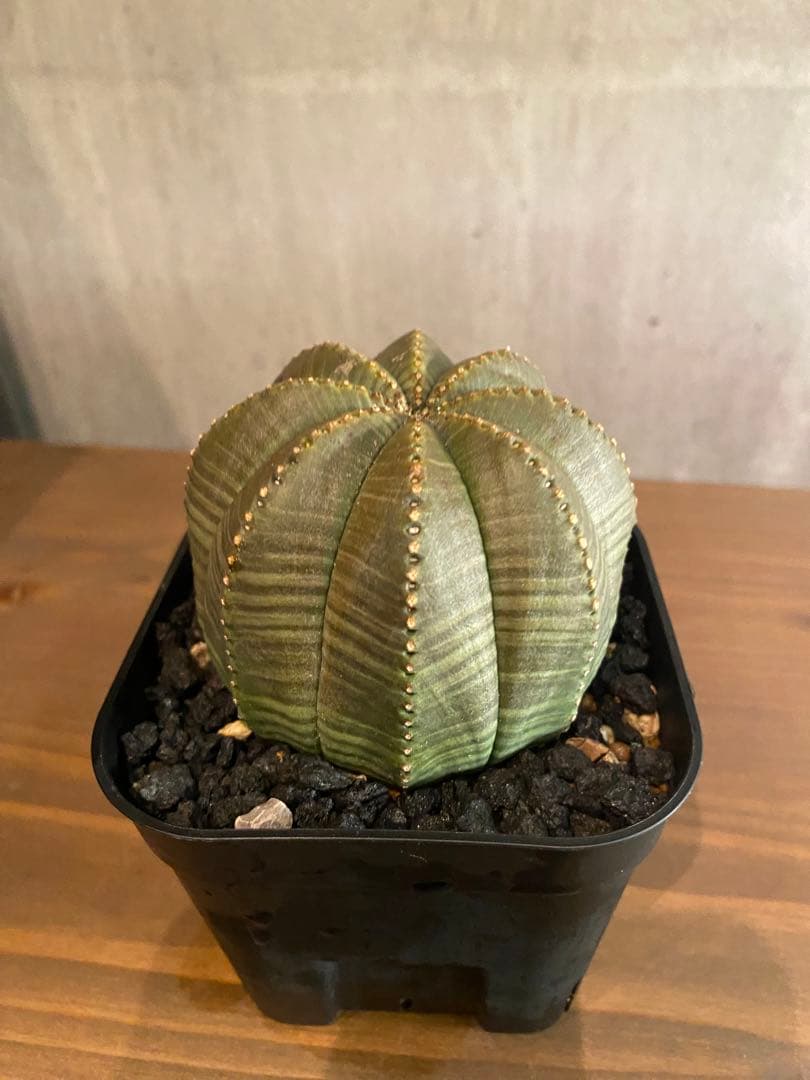 ユーフォルビア オベサ 大株