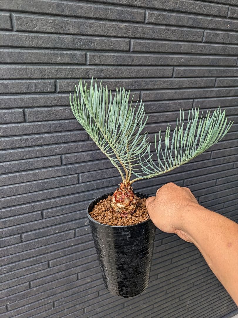 A スーパーブルー サイカス カイルンシアナ スペシャル株 赤肌 丸々 オススメ