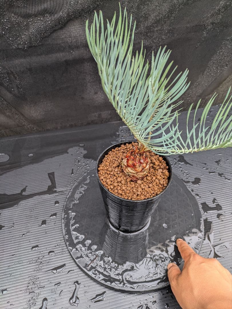 A スーパーブルー サイカス カイルンシアナ スペシャル株 赤肌 丸々 オススメ