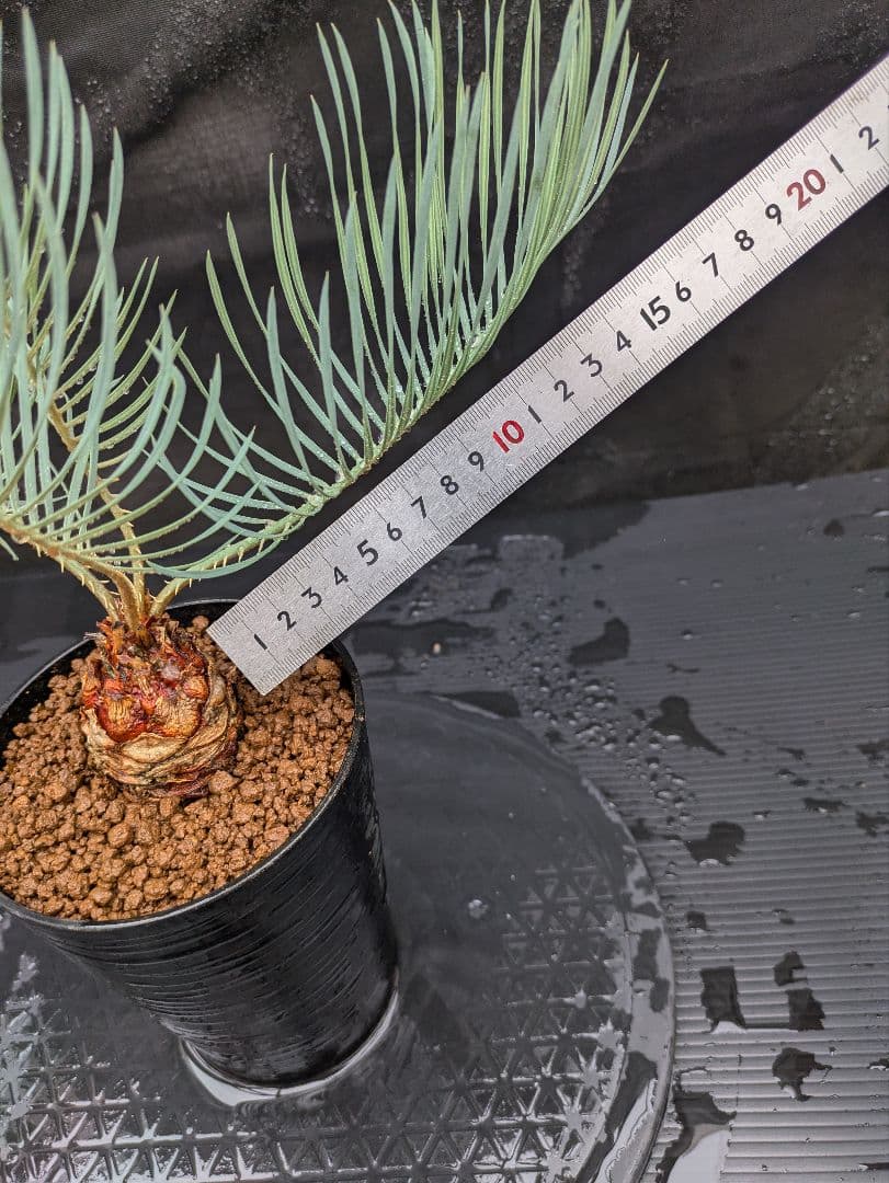 A スーパーブルー サイカス カイルンシアナ スペシャル株 赤肌 丸々 オススメ