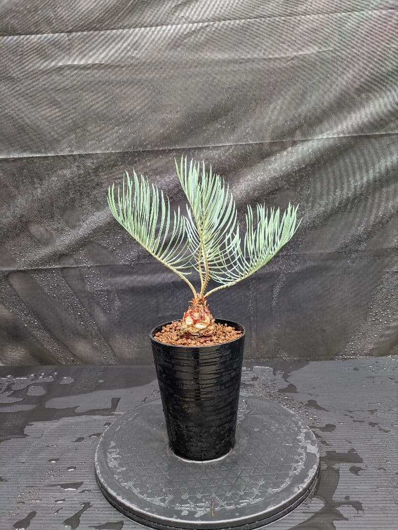 A スーパーブルー サイカス カイルンシアナ スペシャル株 赤肌 丸々 オススメ