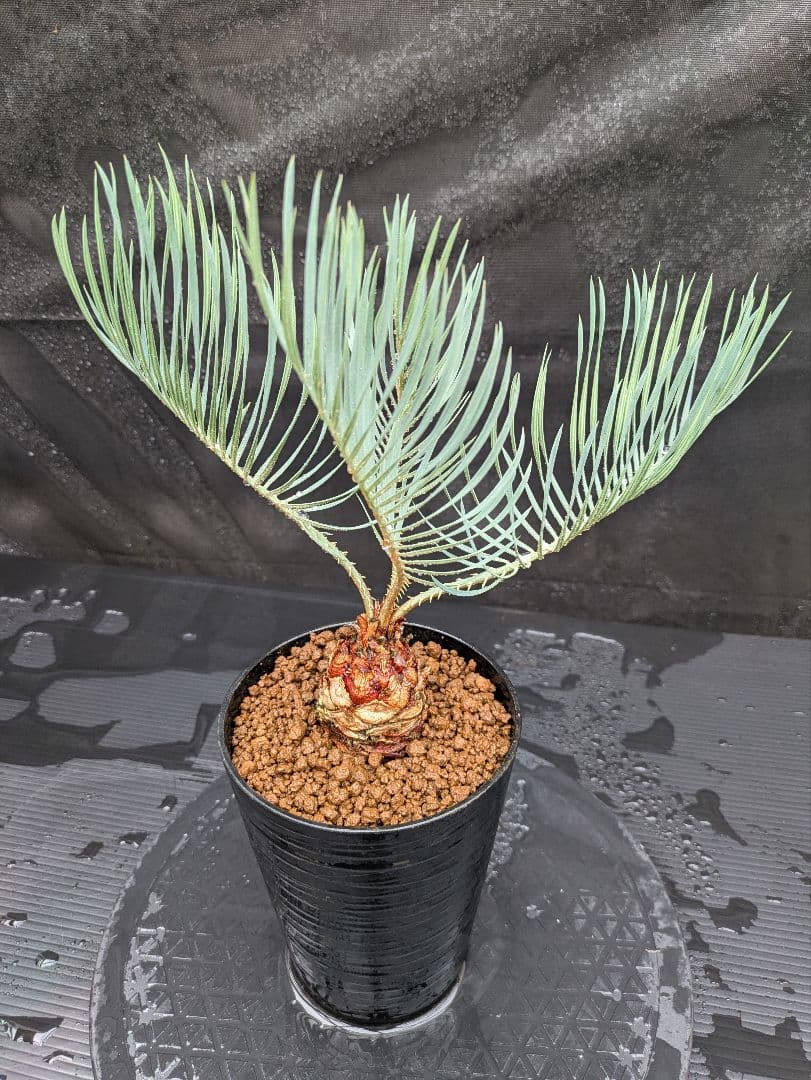 A スーパーブルー サイカス カイルンシアナ スペシャル株 赤肌 丸々 オススメ