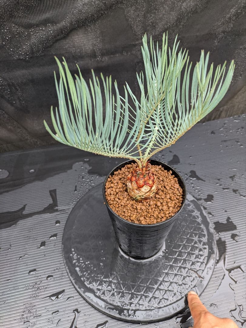 A スーパーブルー サイカス カイルンシアナ スペシャル株 赤肌 丸々 オススメ