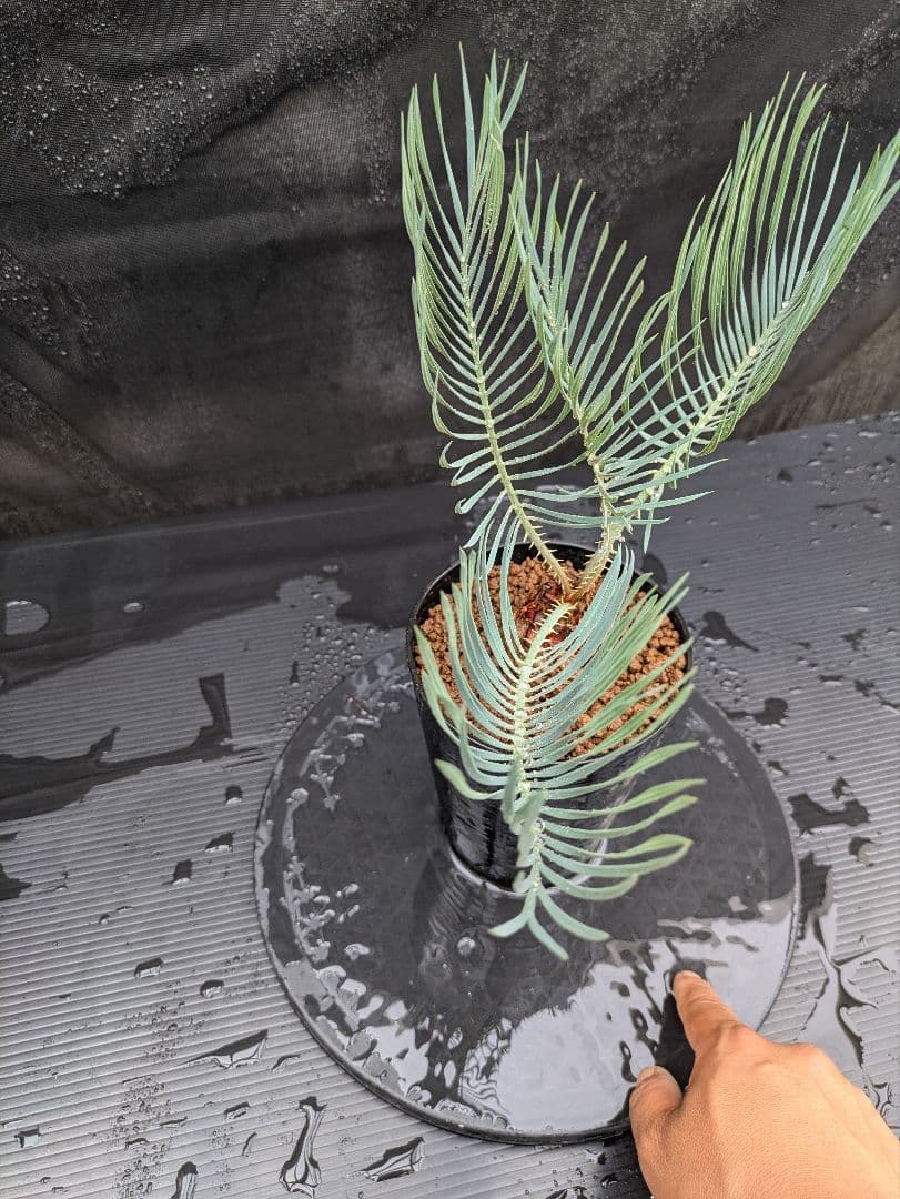 A スーパーブルー サイカス カイルンシアナ スペシャル株 赤肌 丸々 オススメ