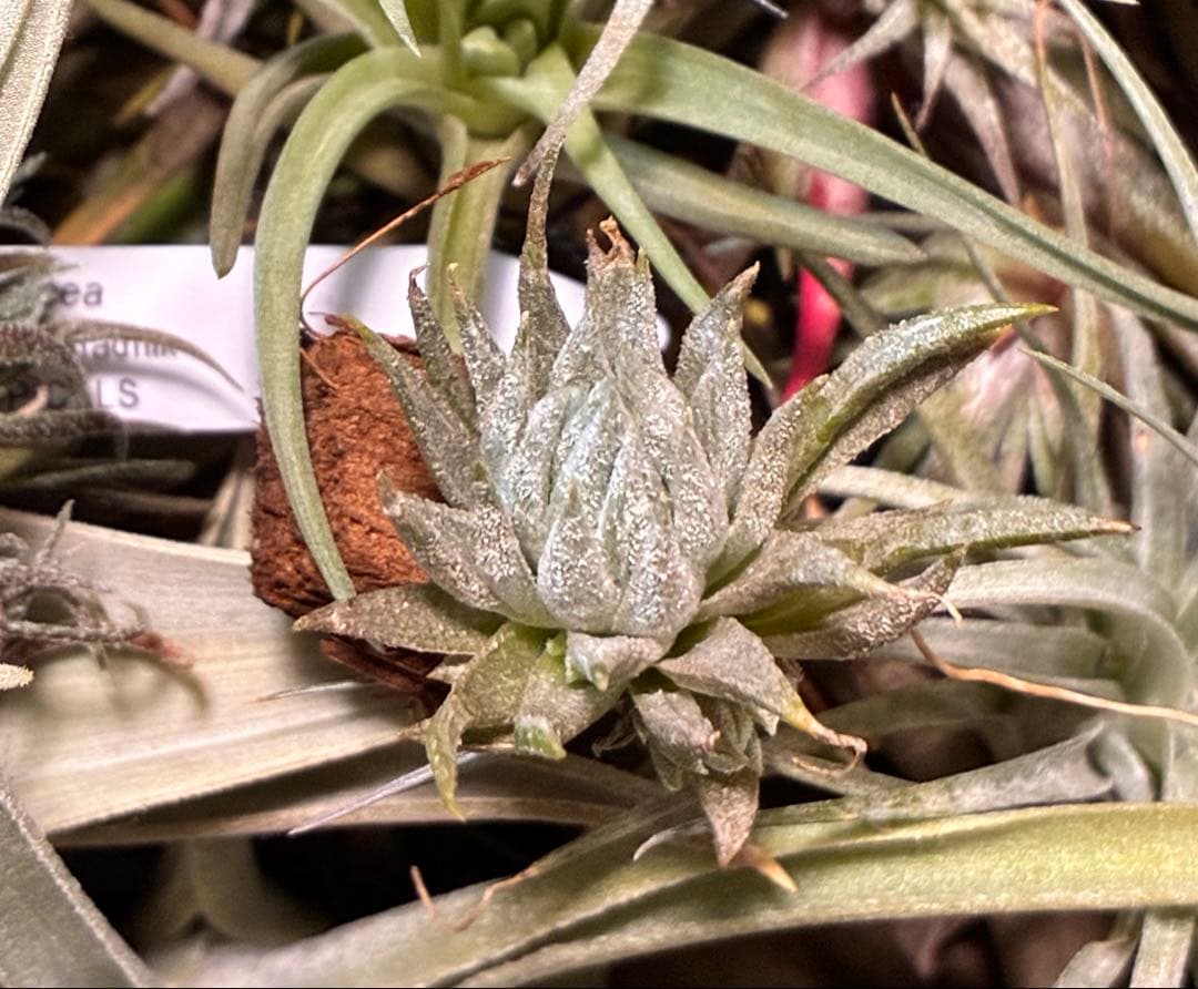 Tillandsia ionantha ‘Haselnuss' Koehres