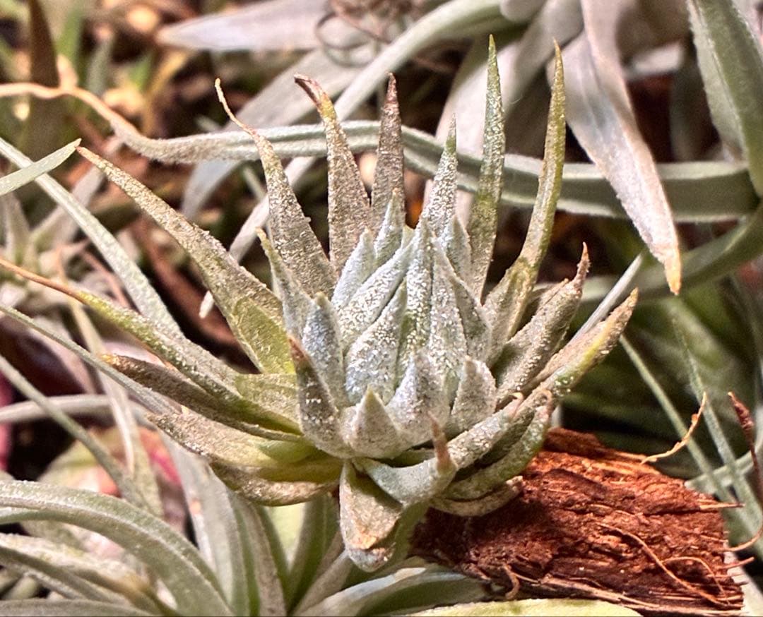 Tillandsia ionantha ‘Haselnuss' Koehres