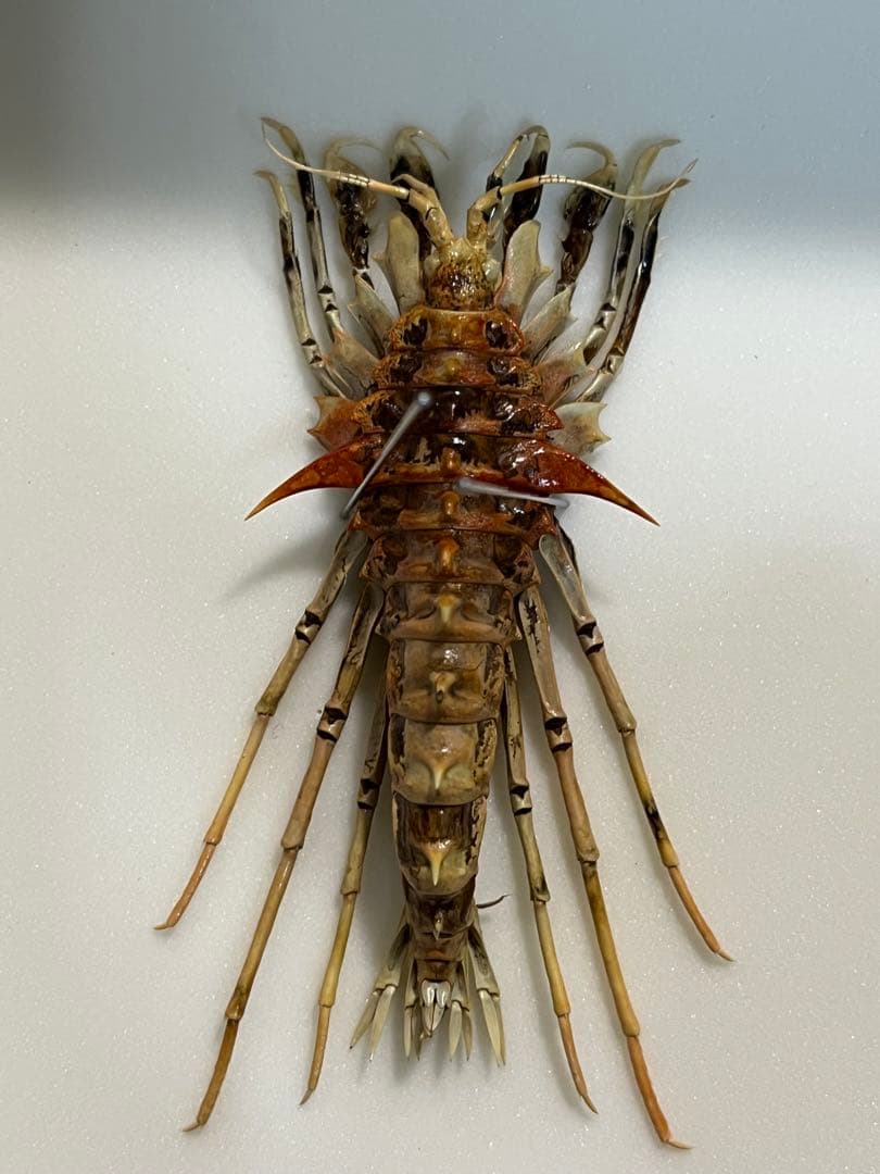 ロシア　バイカル湖産　ヨコエビ