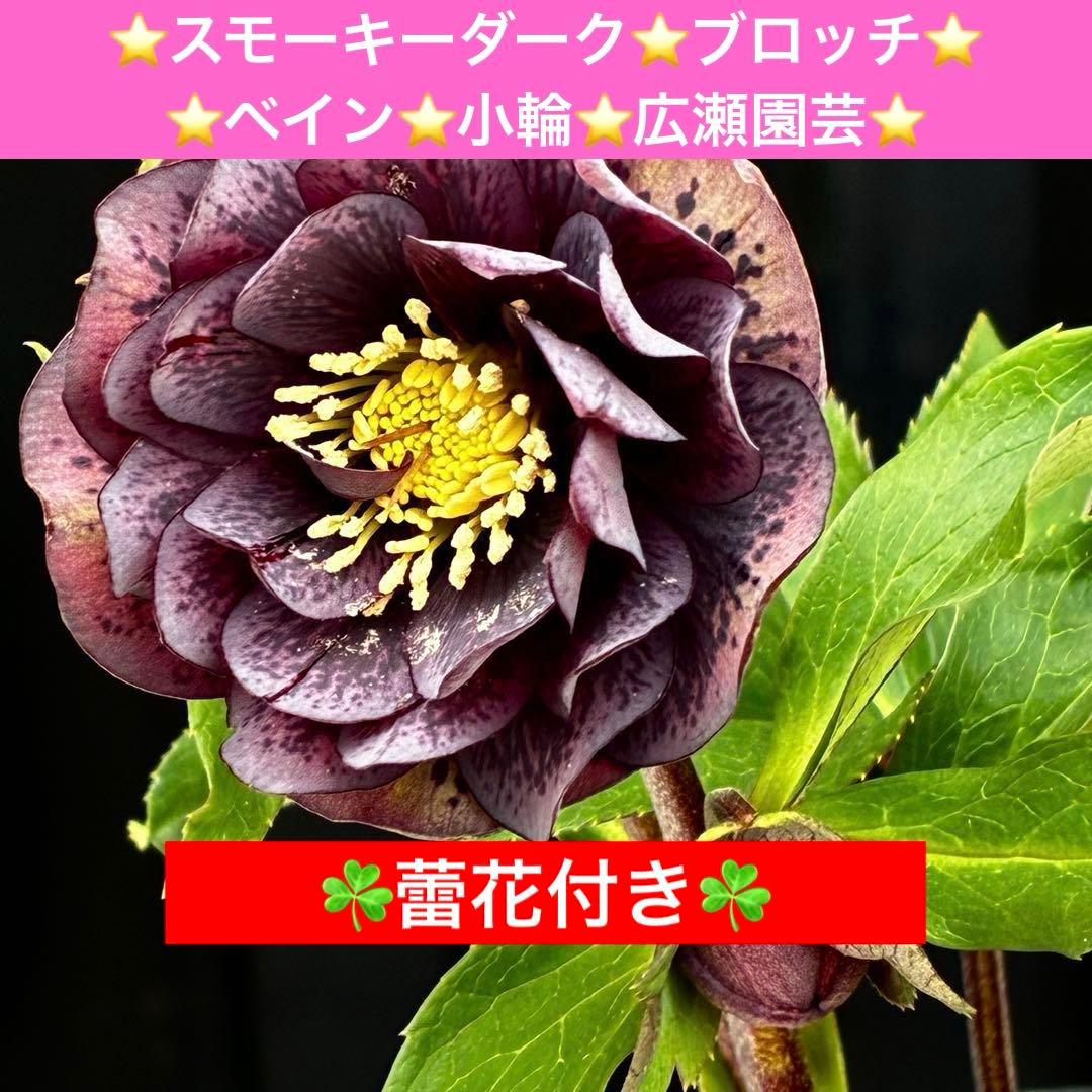 3595☘️蕾花付き☘️⭐️スモーキーダーク⭐️ブロッチ⭐️ベイン⭐️小輪⭐️広瀬園芸⭐️