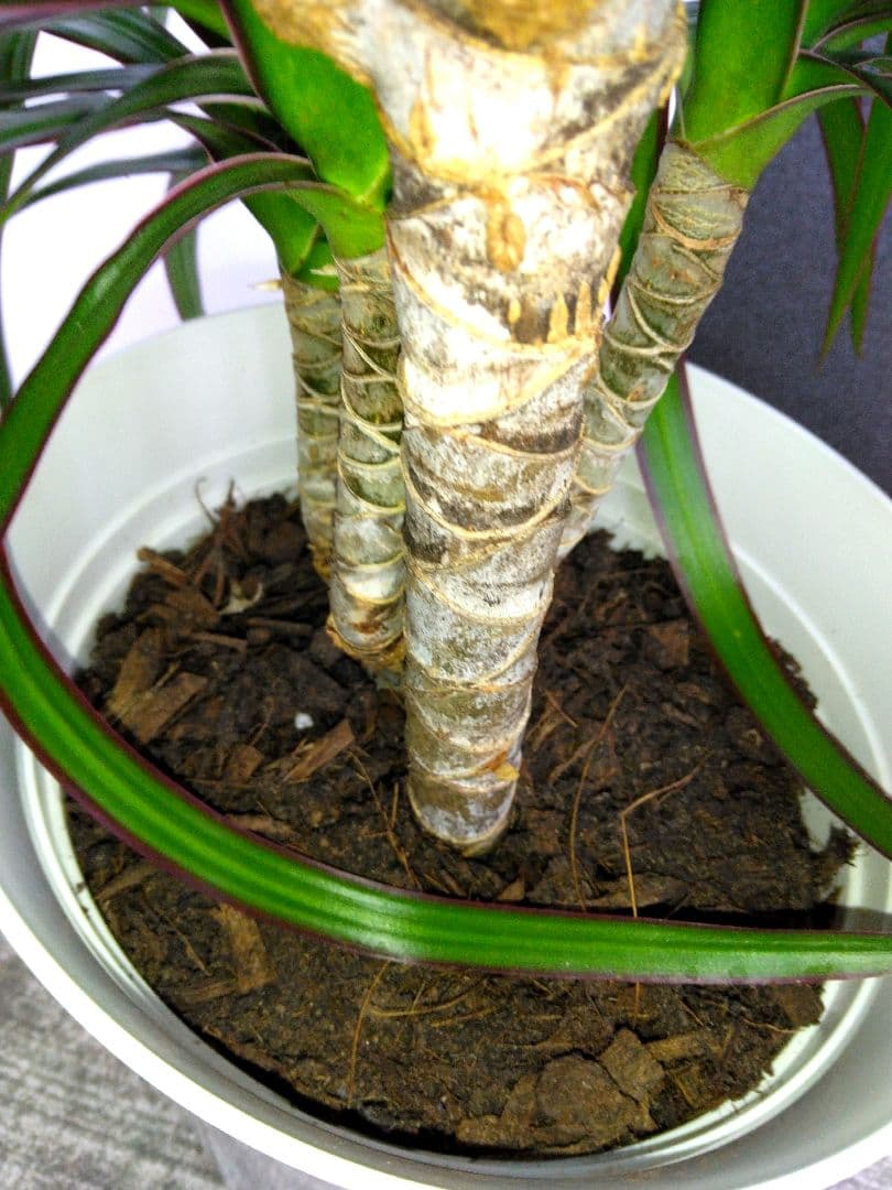 ⭐ドラセナ ・コンシンネ⭐3点セット