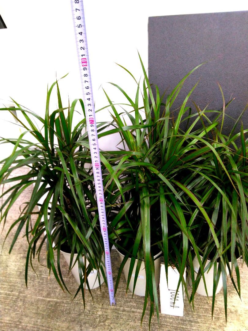 ⭐ドラセナ ・コンシンネ⭐3点セット