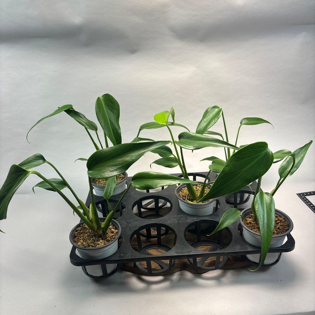 ぷ*慎様 5株セットL018モンステラ バールマルクスフレーム