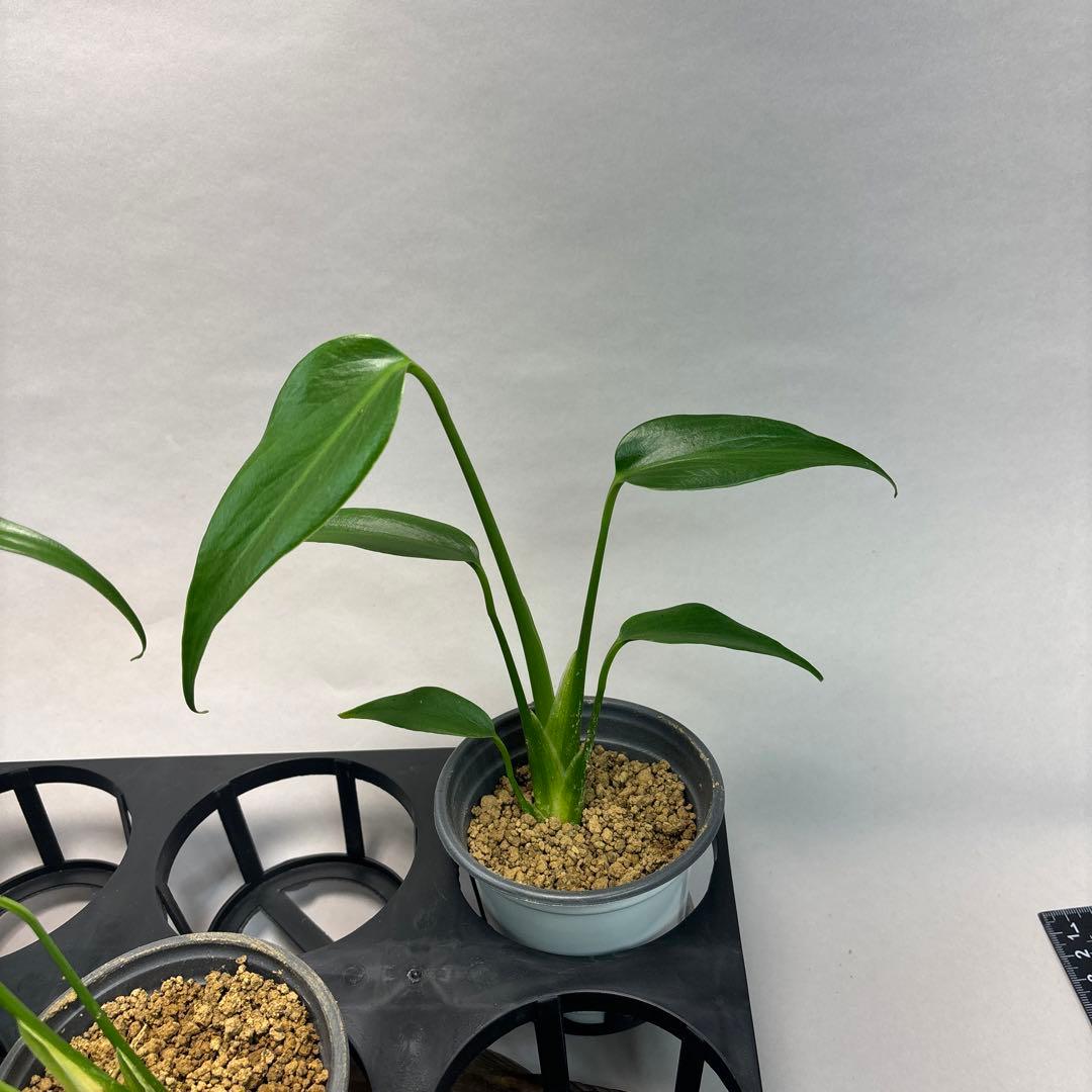 ぷ*慎様 5株セットL018モンステラ バールマルクスフレーム