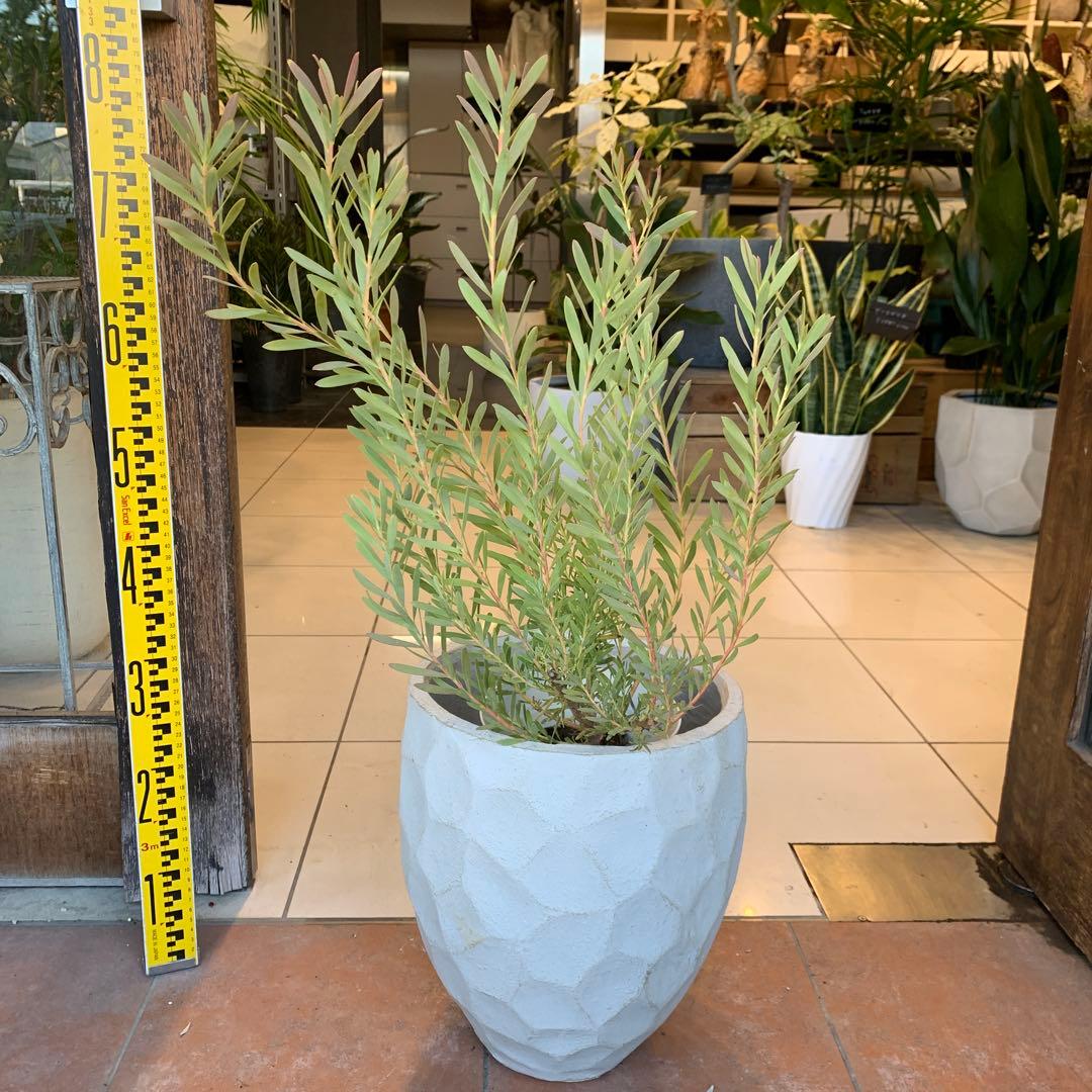 リューカデンドロン イエローデビル 1 ファイバー鉢