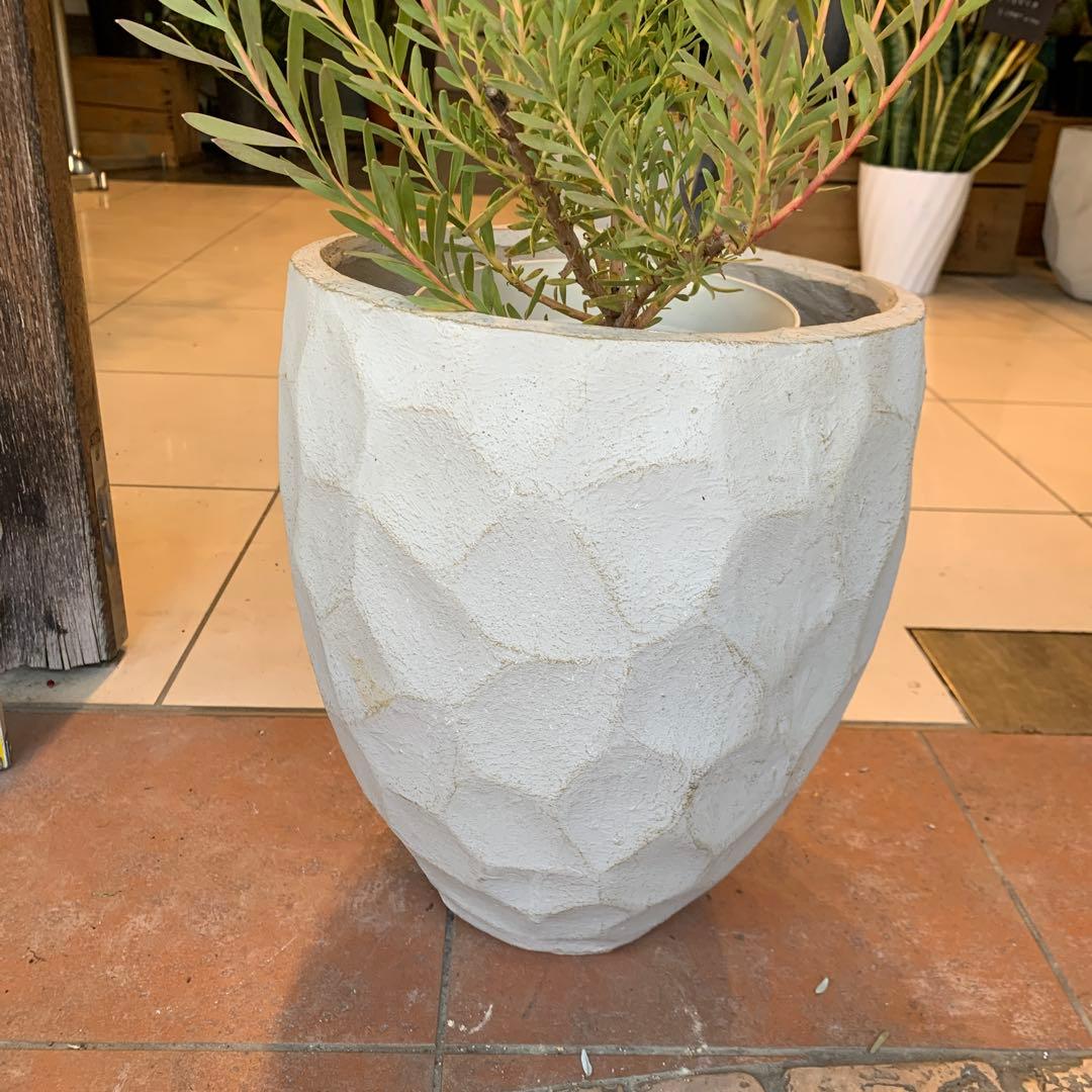 リューカデンドロン イエローデビル 1 ファイバー鉢