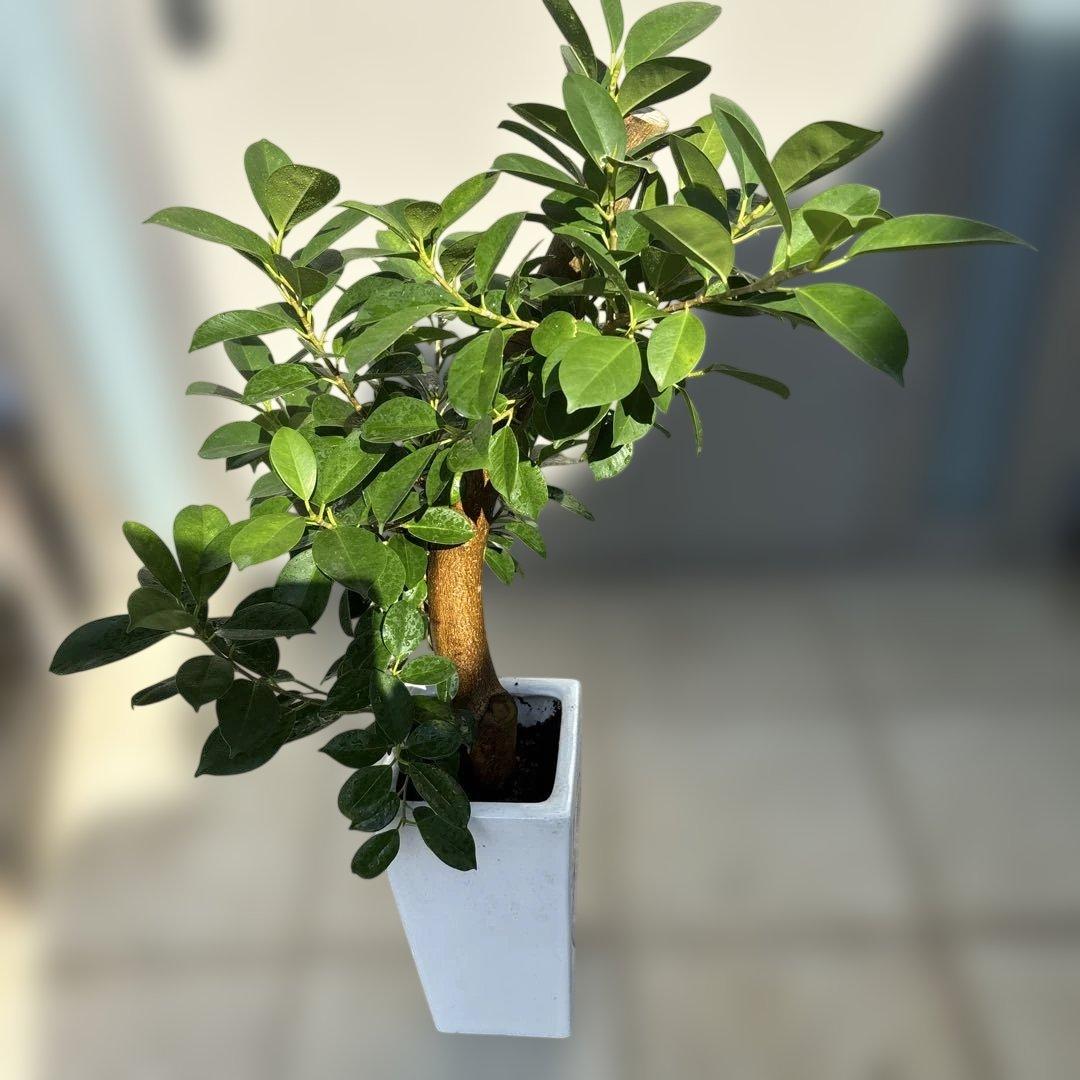 スクエア陶器ガジュマル 7号　80センチ前後