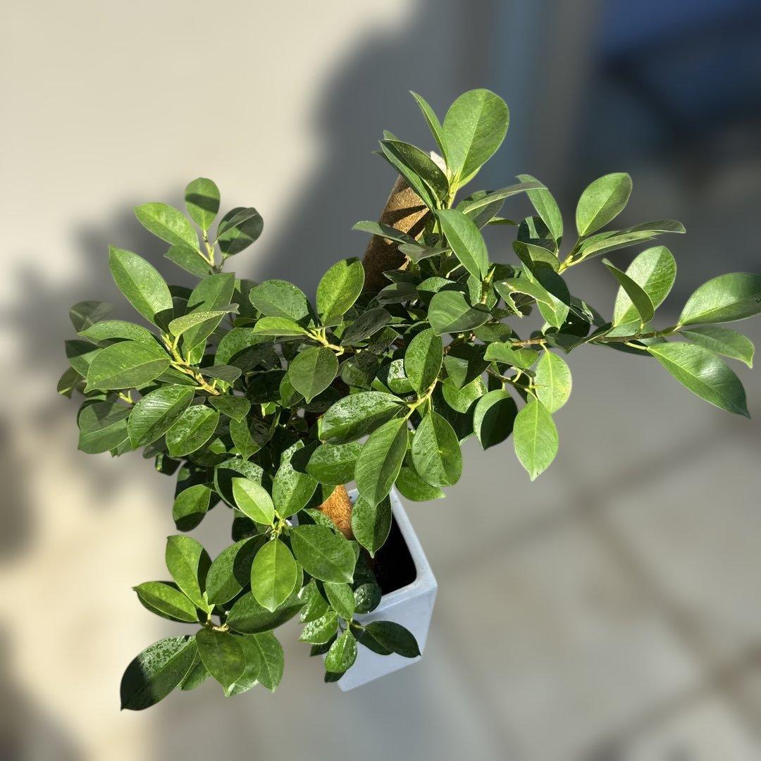 スクエア陶器ガジュマル 7号　80センチ前後